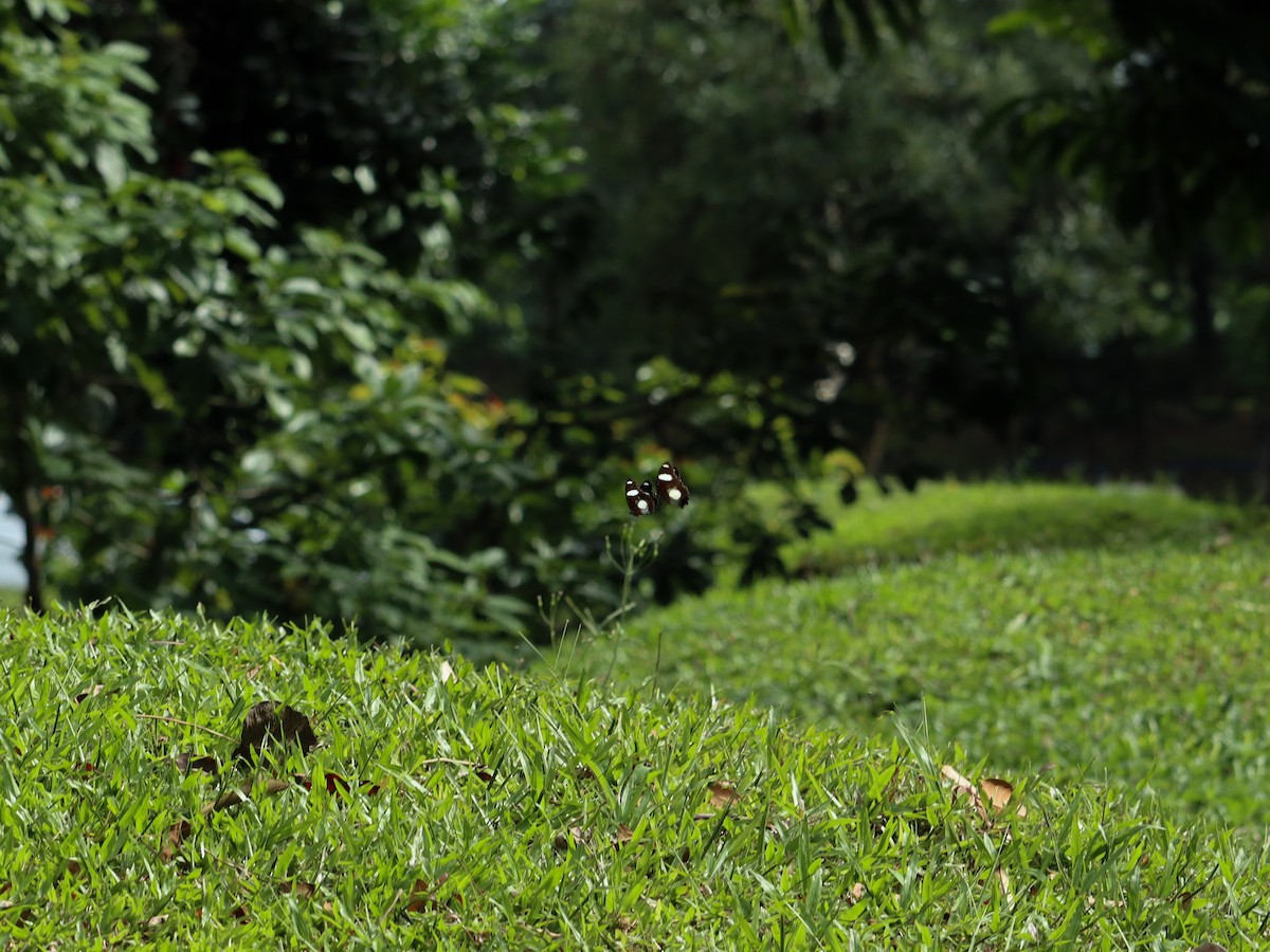 Animals - ML646835076