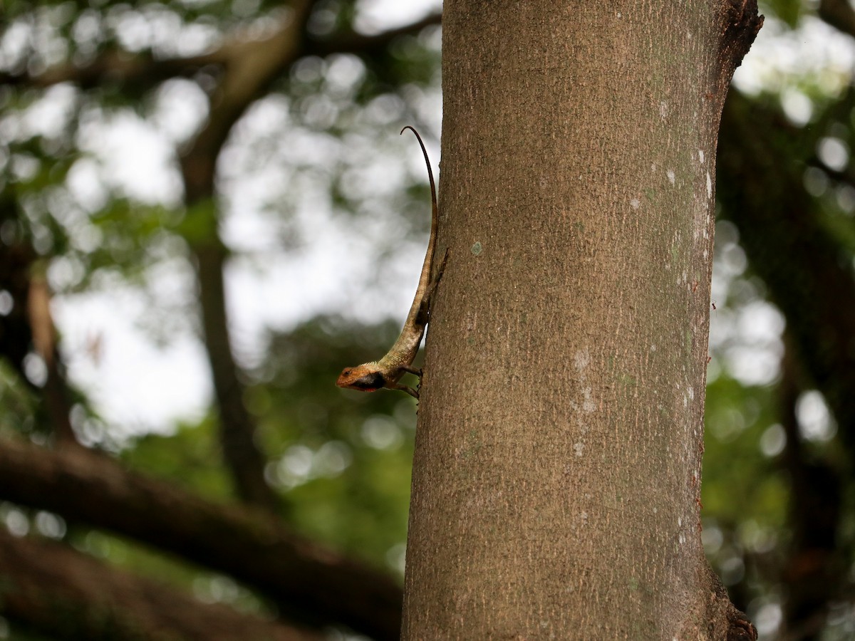 Animals - ML646835077