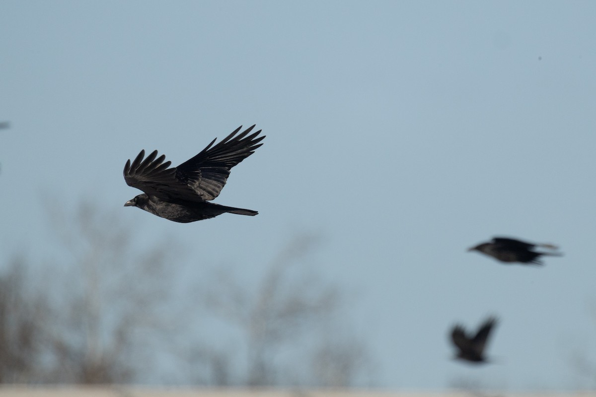 Common Raven - ML646835078