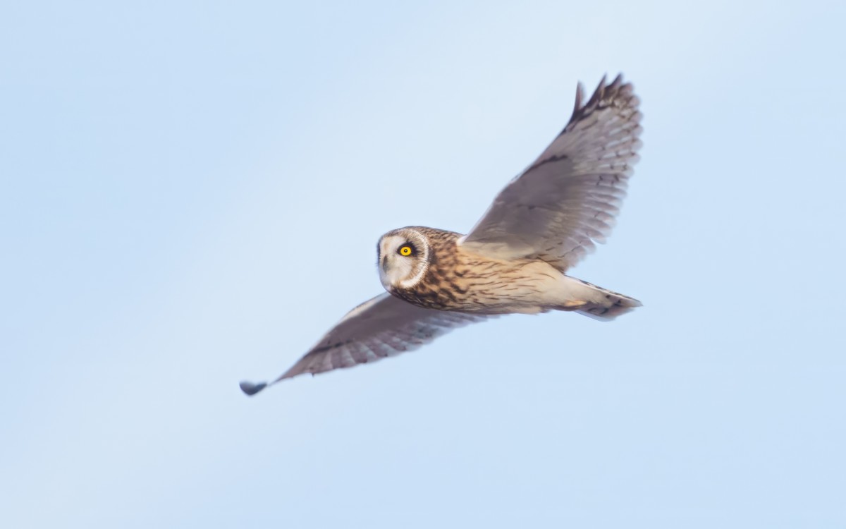 Short-eared Owl - ML646835080