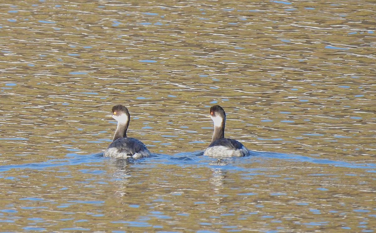 Grèbe à cou noir - ML646835081