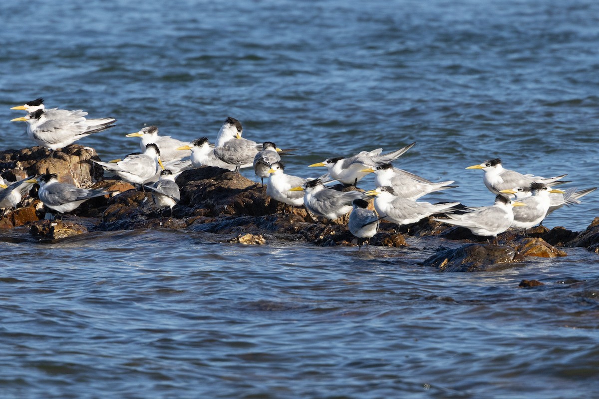 Tepeli Büyük Sumru - ML646835084