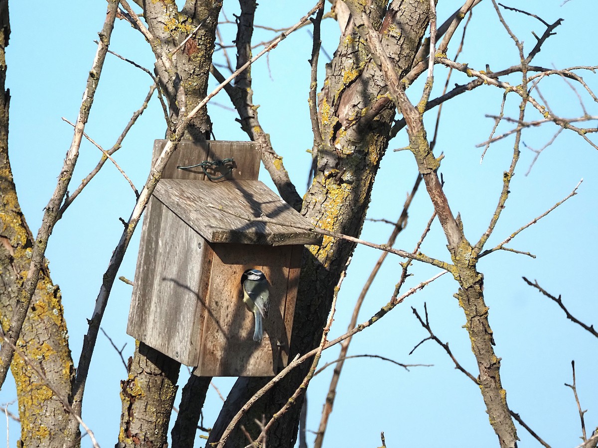 Синиця блакитна - ML646835085