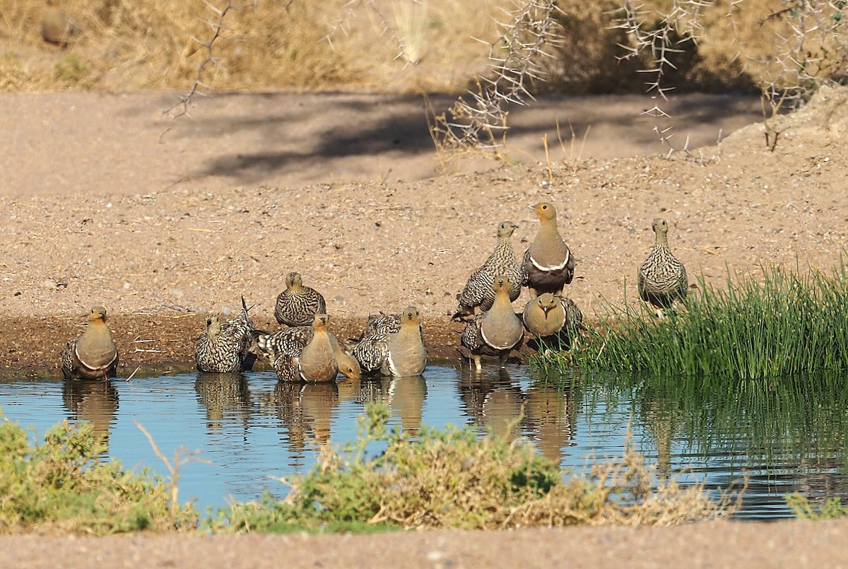 Namaqua Sandgrouse - ML646835086