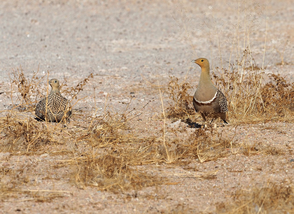 Namaqua Sandgrouse - ML646835087