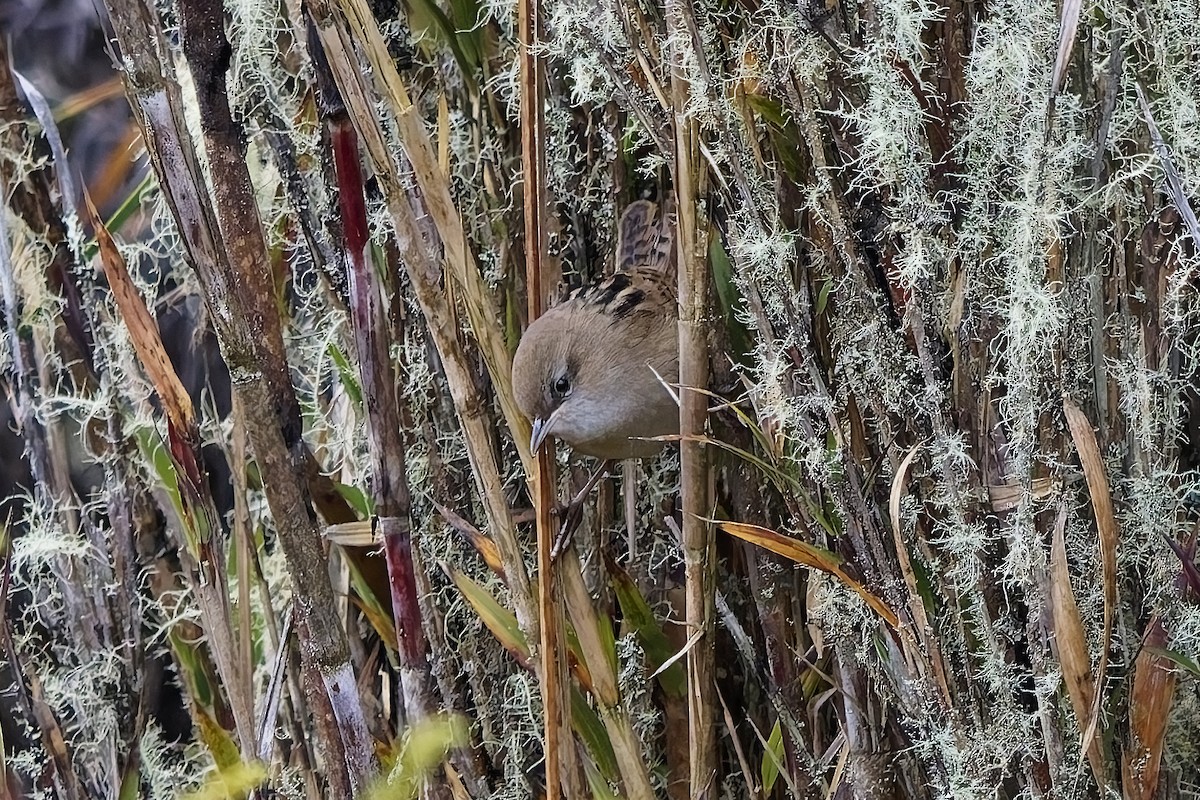 オオヌマミソサザイ - ML646835088