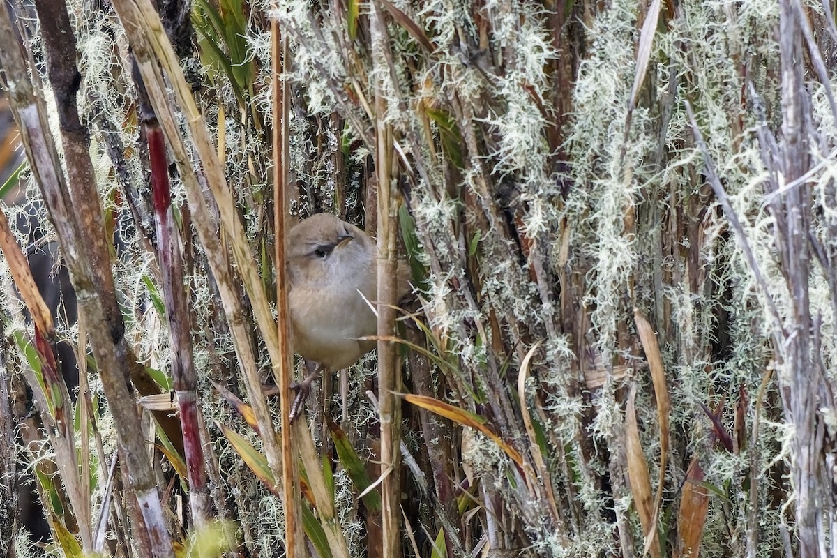 オオヌマミソサザイ - ML646835089