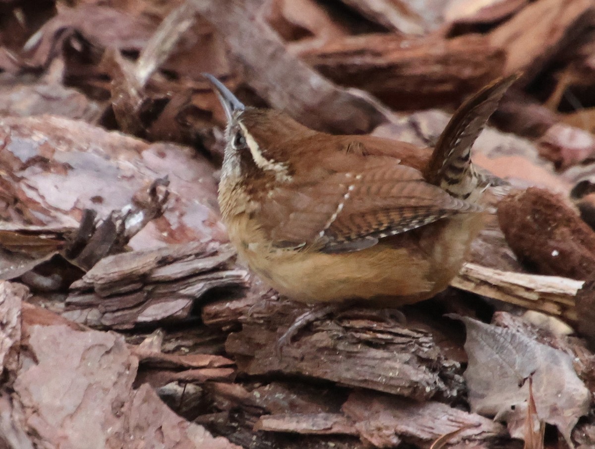 Carolina Wren - ML646835091