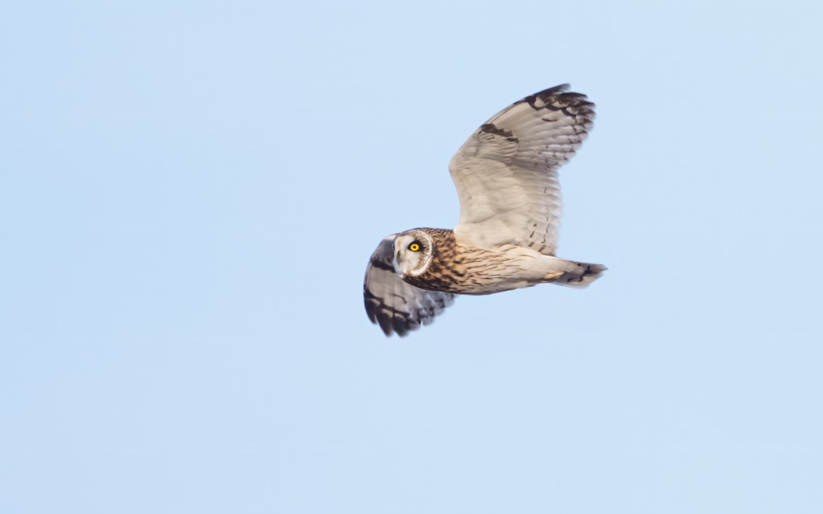 Short-eared Owl - ML646835092