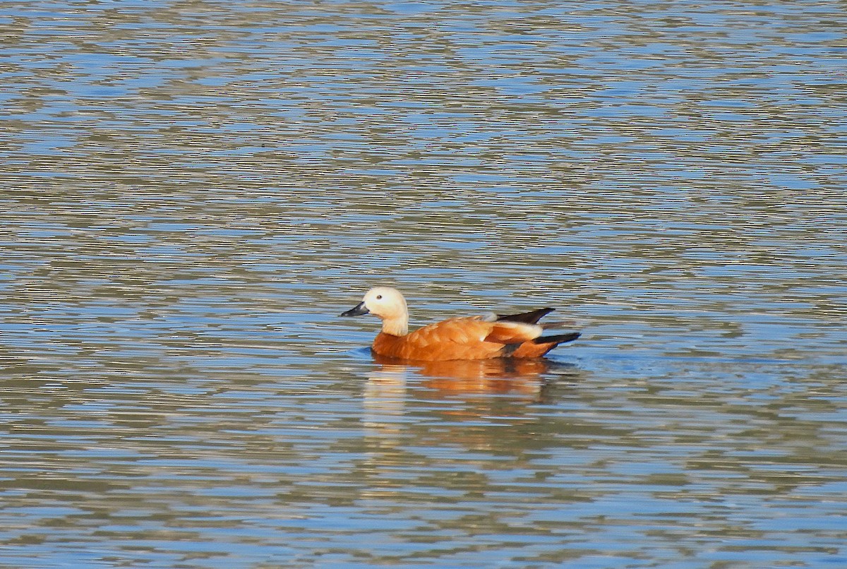 アカツクシガモ - ML646835095