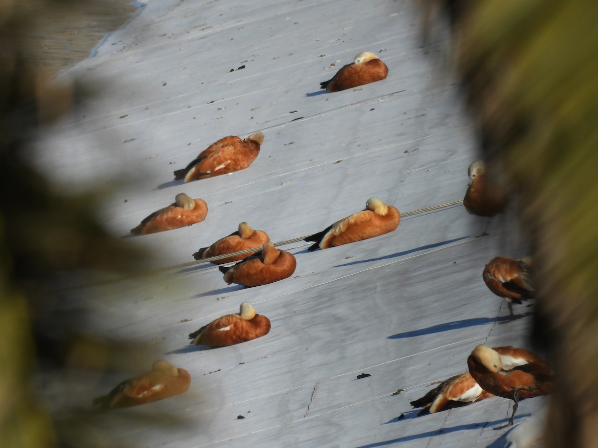 アカツクシガモ - ML646835098