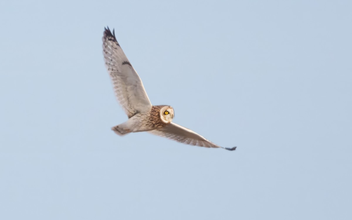 Short-eared Owl - ML646835100