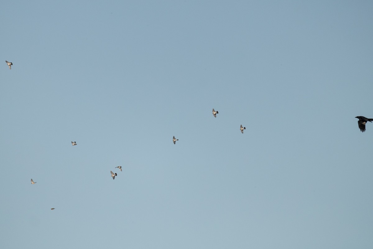 Horned Lark - ML646835101