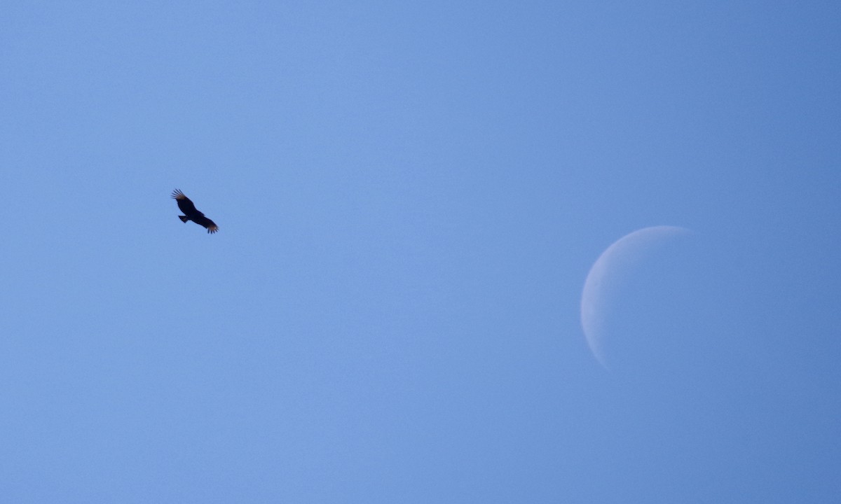 Zopilote Negro - ML646835104