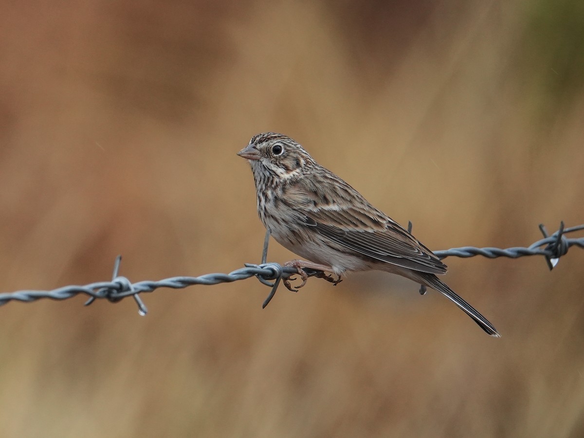 オジロヒメドリ - ML646835105