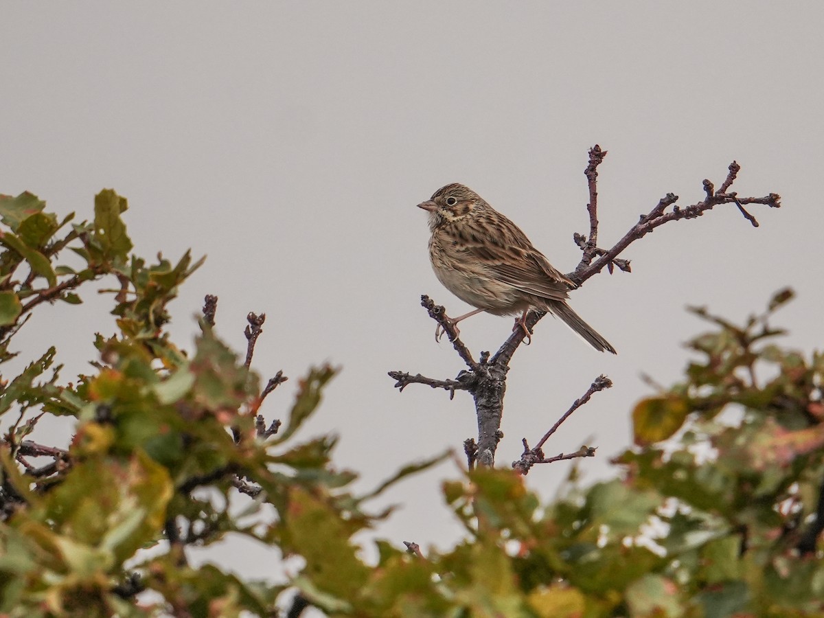 Vesper Sparrow - ML646835106