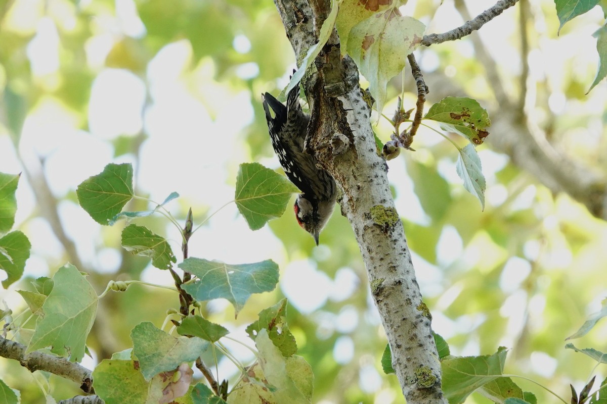 コアカゲラ - ML646835109