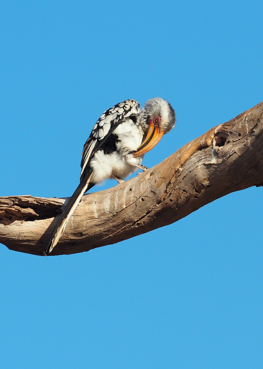 ミナミキバシコサイチョウ - ML646835110