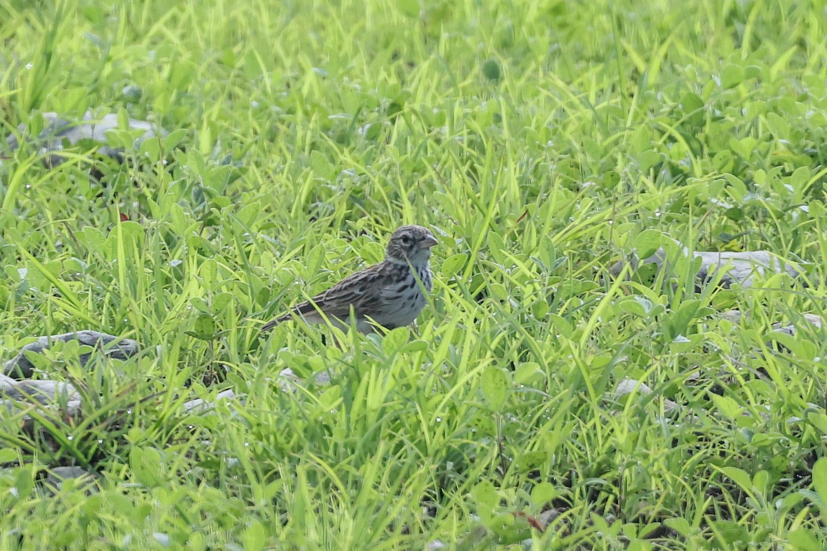 Madagaskarlerche - ML646835111