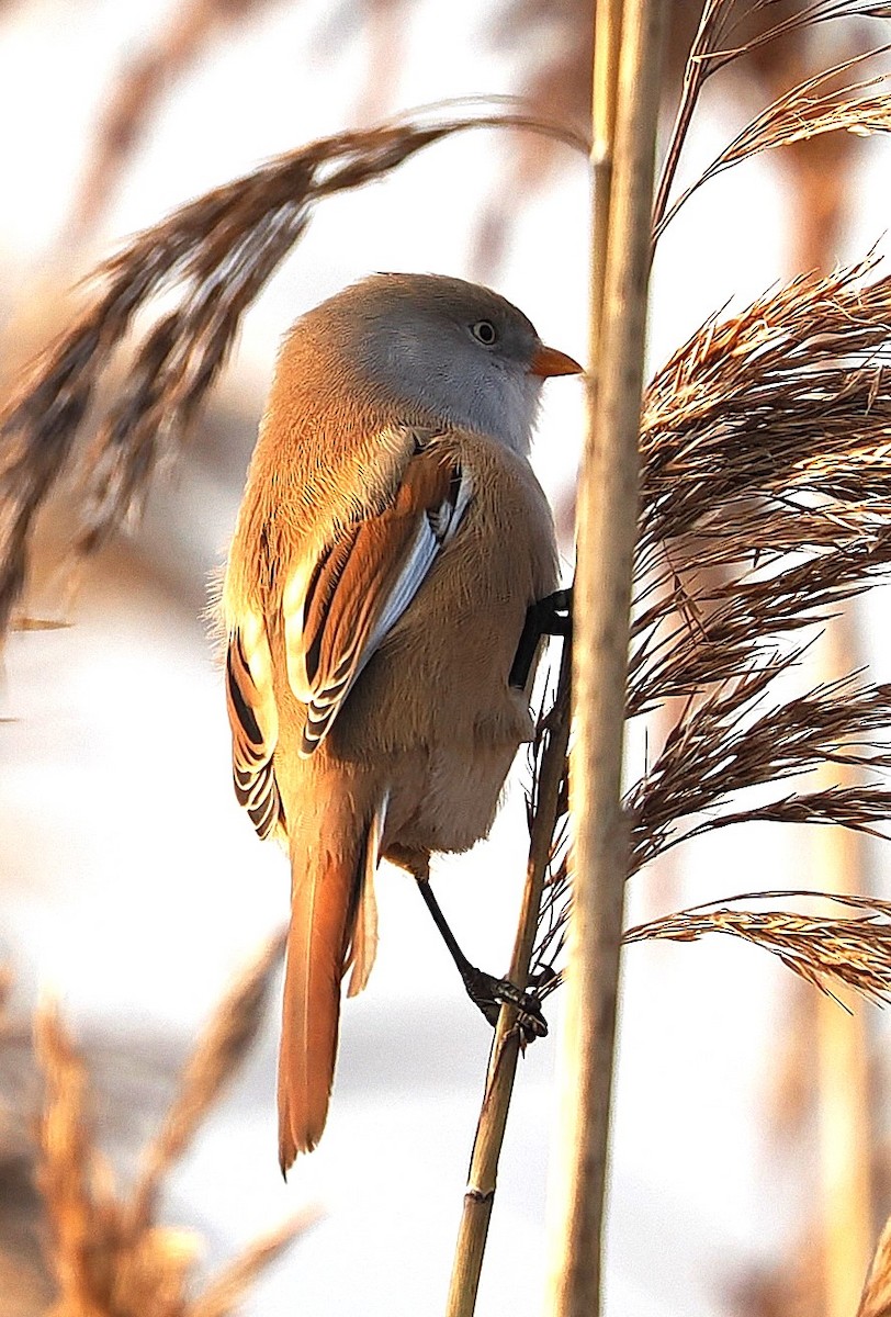 ヒゲガラ - ML646835113