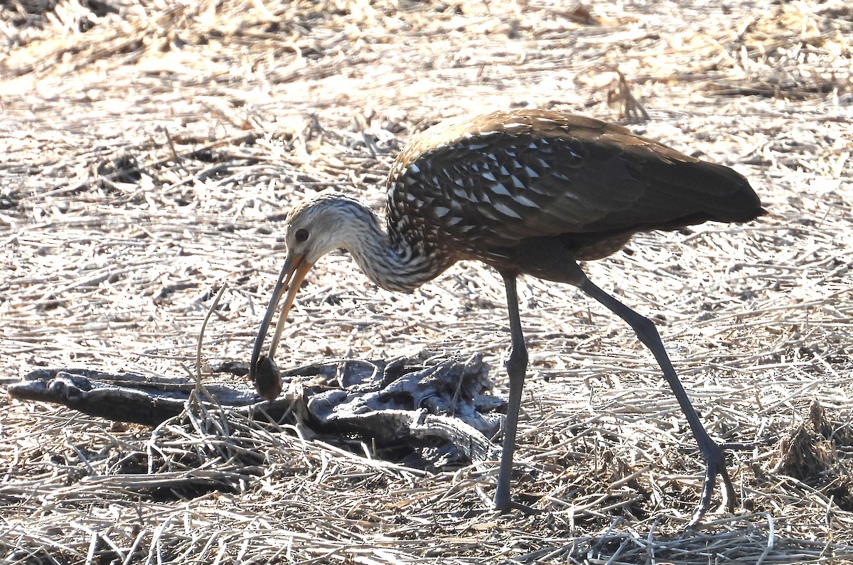 ツルモドキ - ML646835114