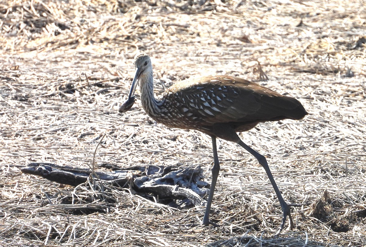 ツルモドキ - ML646835115