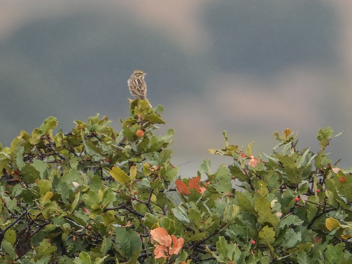 サバンナシトド - ML646835116