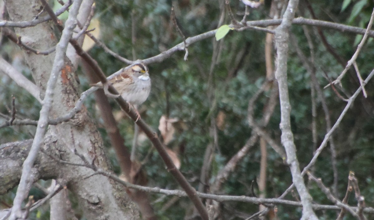 ノドジロシトド - ML646835117