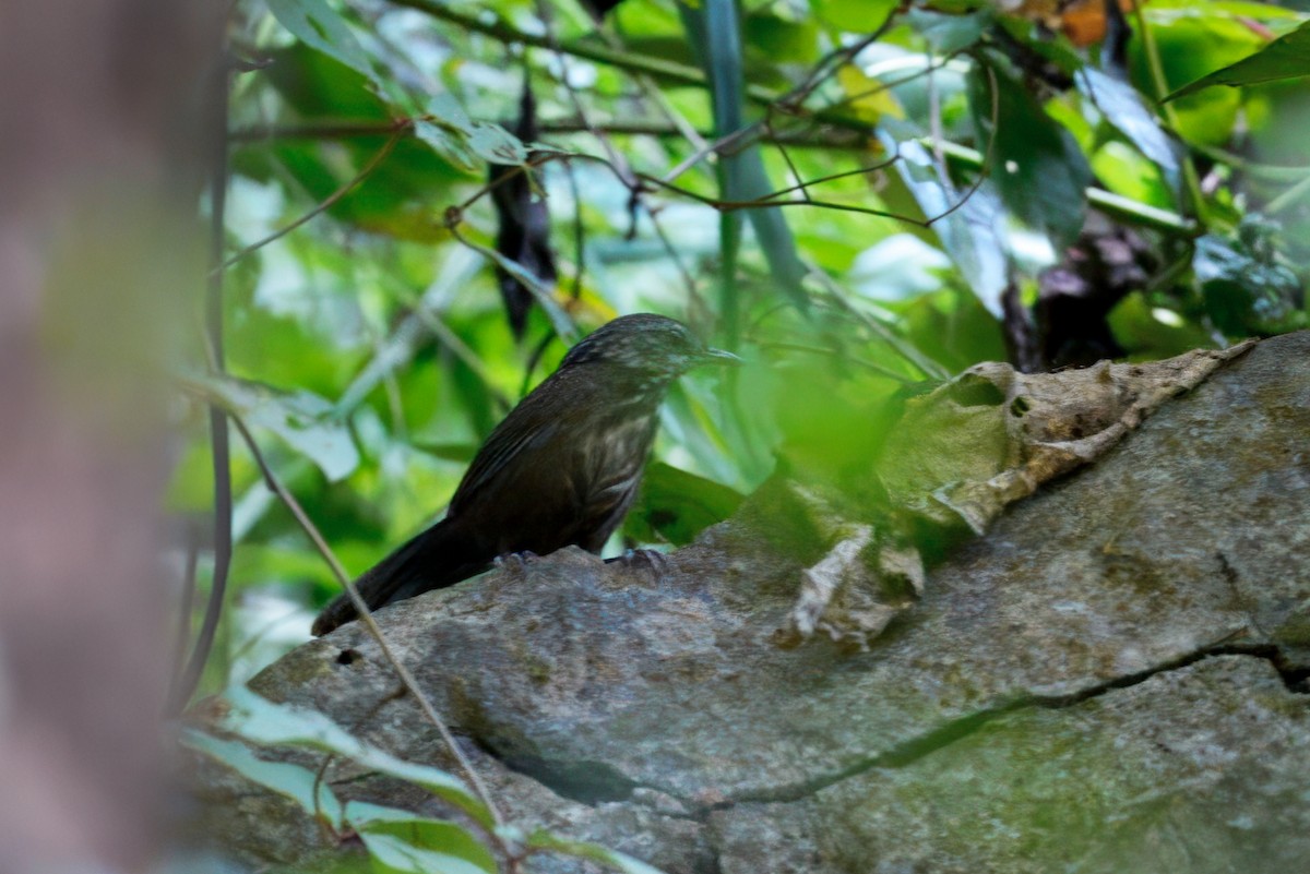Variable Limestone Babbler - ML646835118