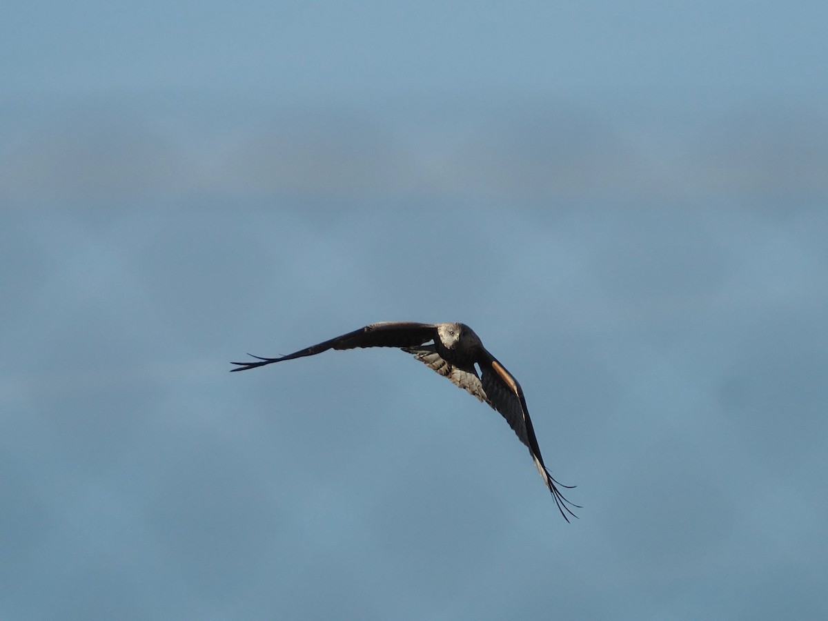 アカトビ - ML646835119