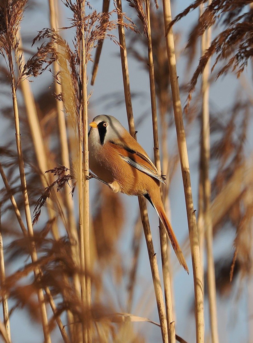 ヒゲガラ - ML646835120