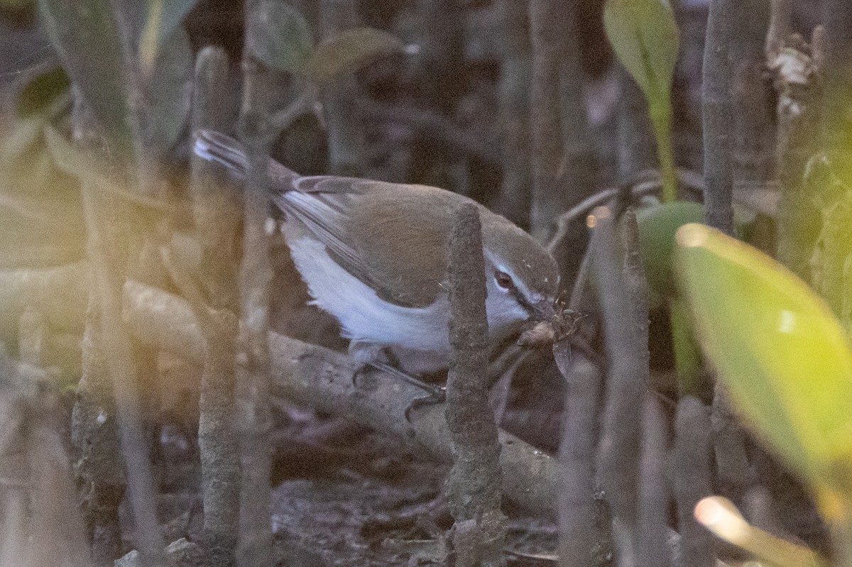 マングローブセンニョムシクイ - ML646835121