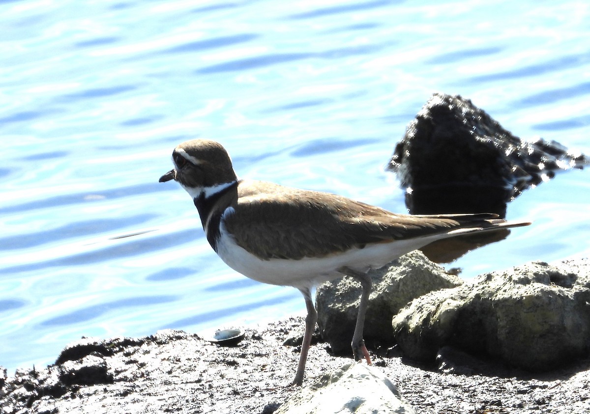 フタオビチドリ - ML646835122