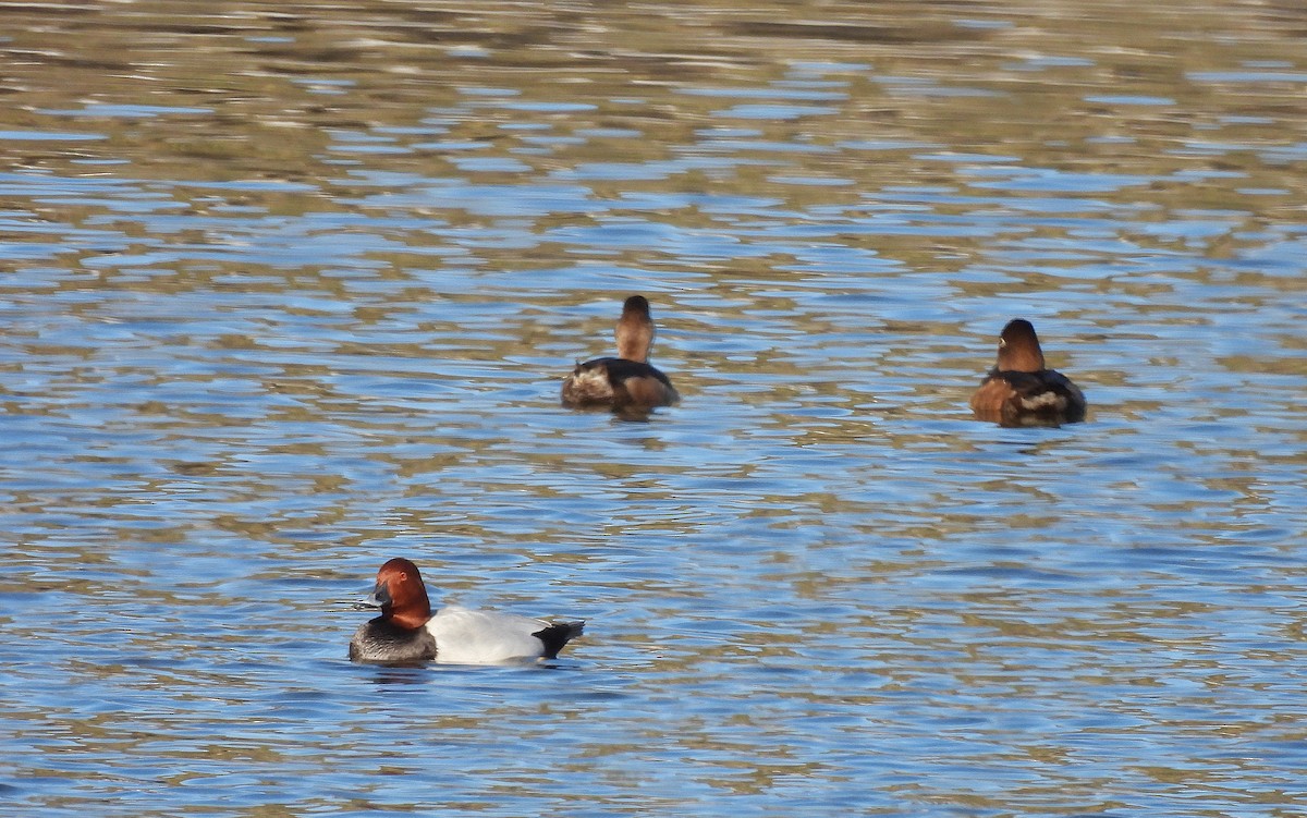 ホシハジロ - ML646835123