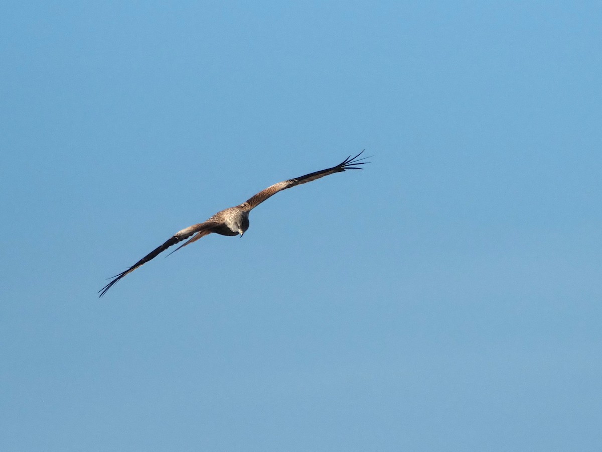 アカトビ - ML646835126