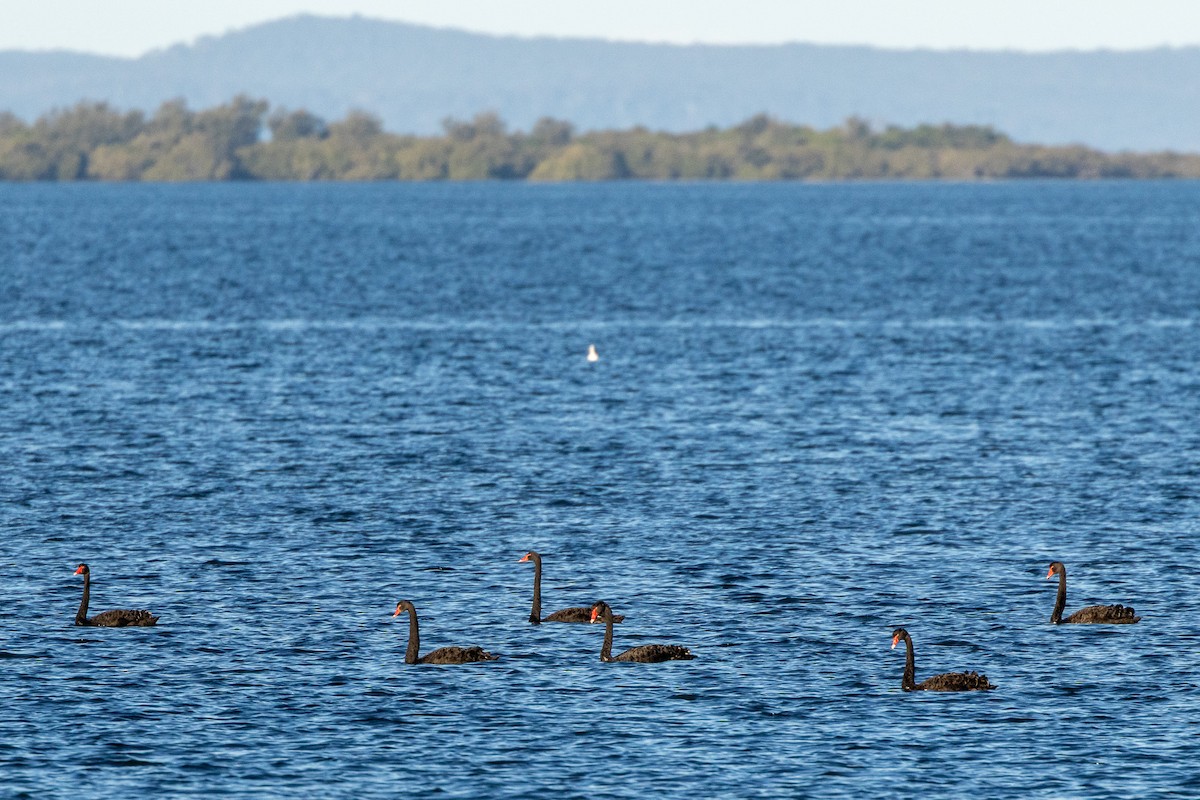 コクチョウ - ML646835127