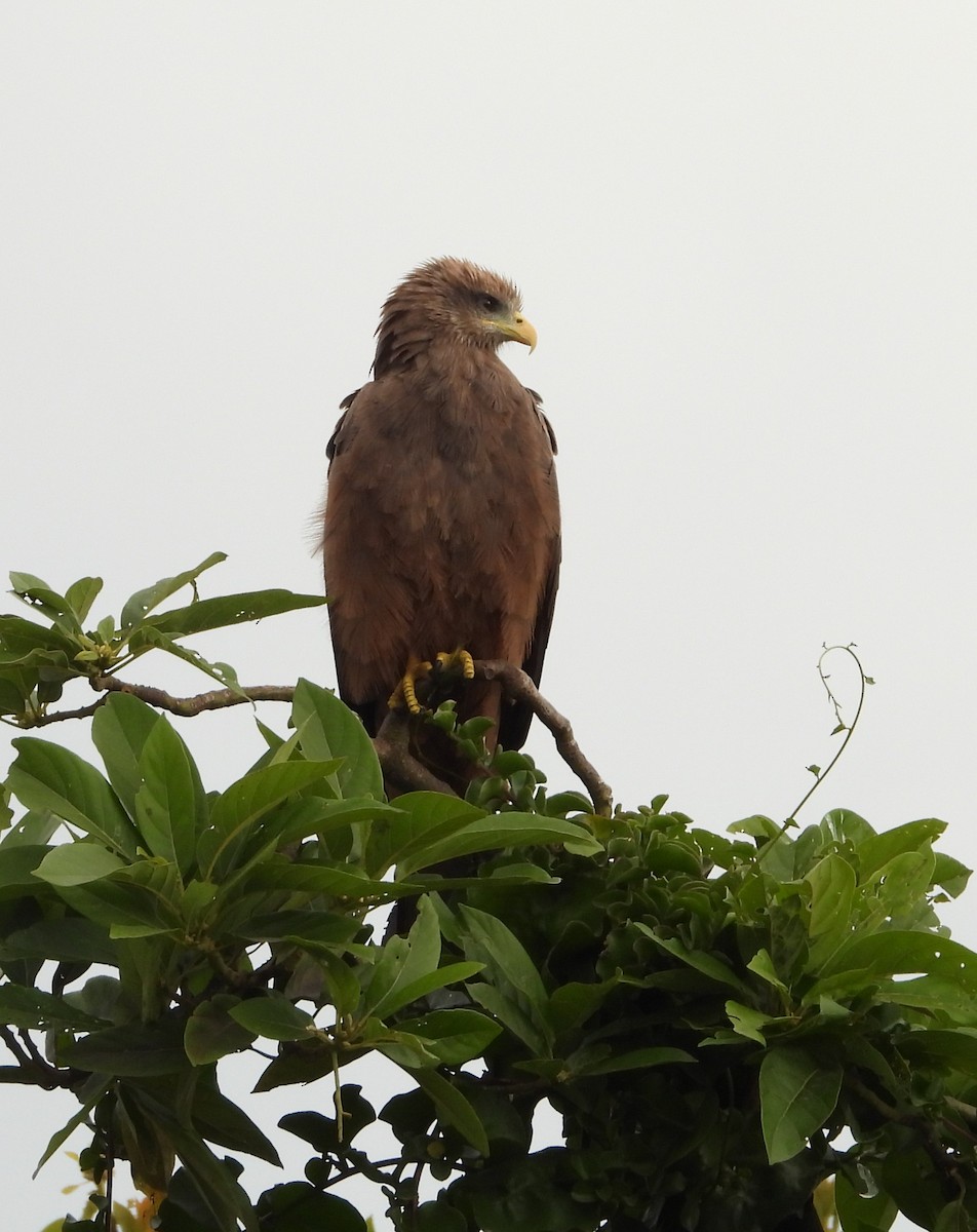 トビ - ML646835129