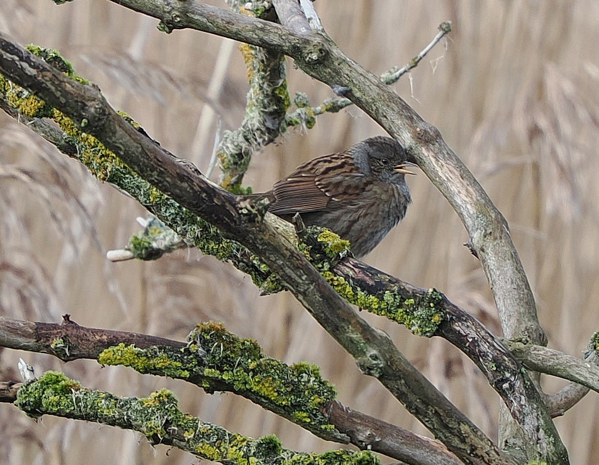 ヨーロッパカヤクグリ - ML646835130