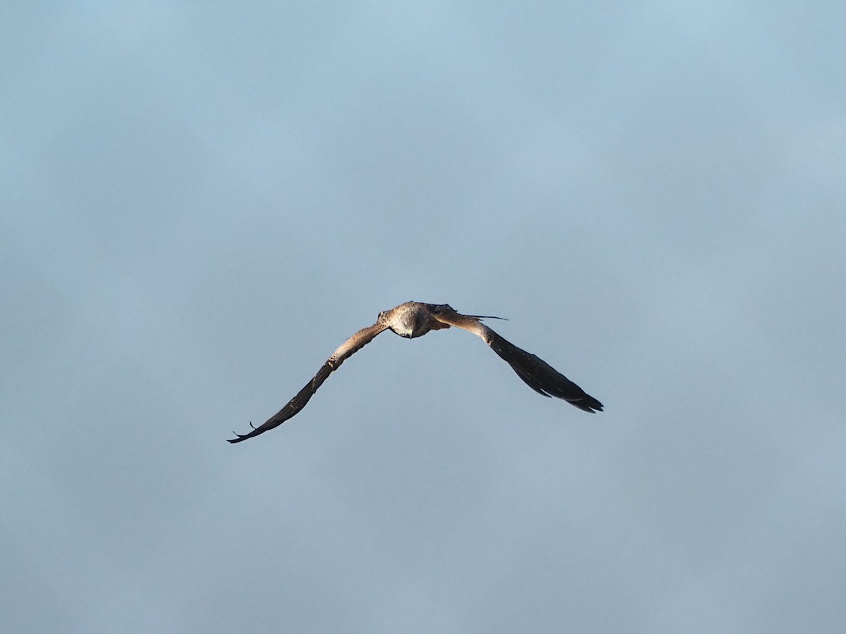 アカトビ - ML646835131