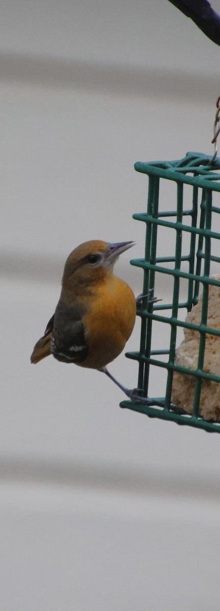 ボルチモアムクドリモドキ - ML646835132