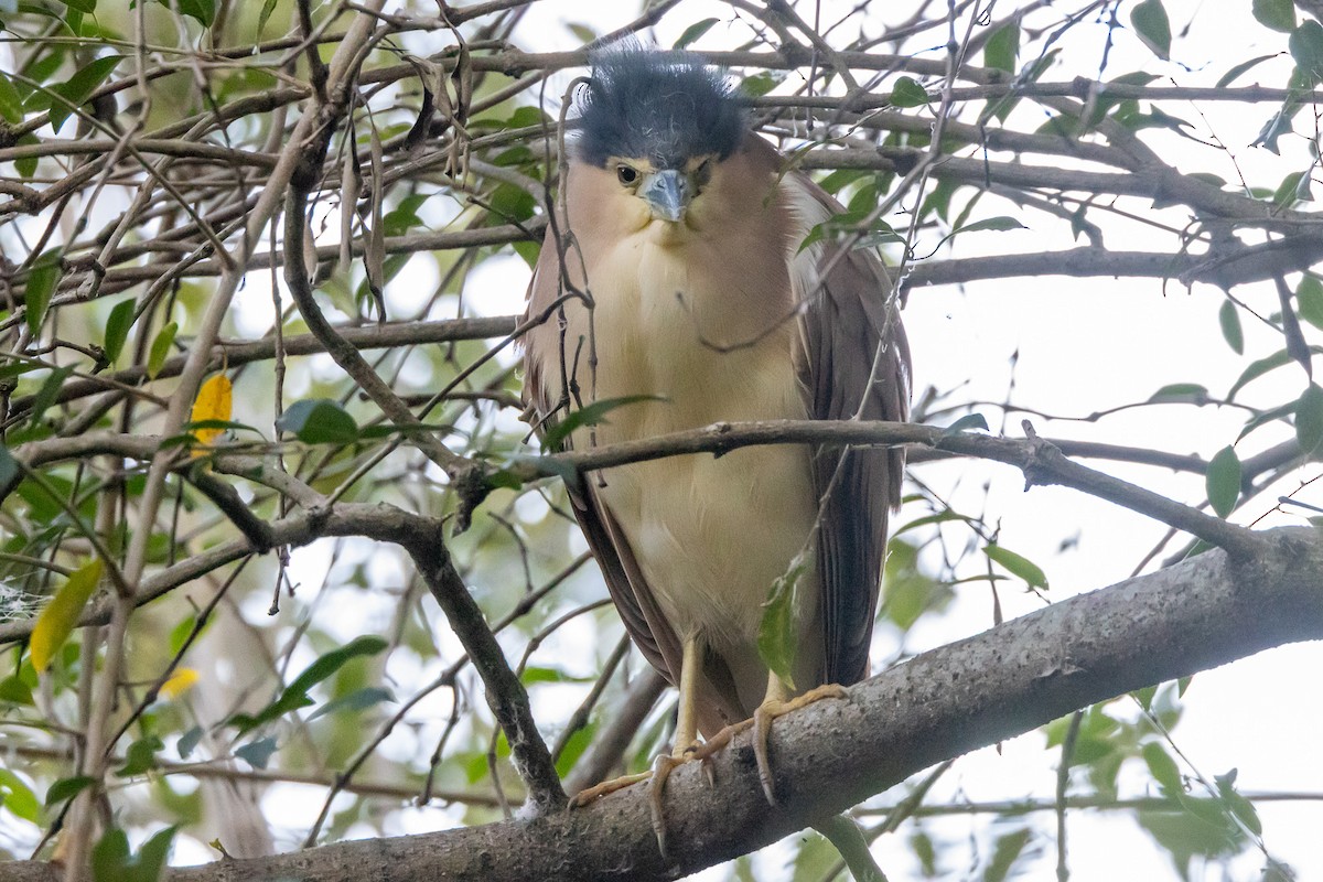 ハシブトゴイ - ML646835133