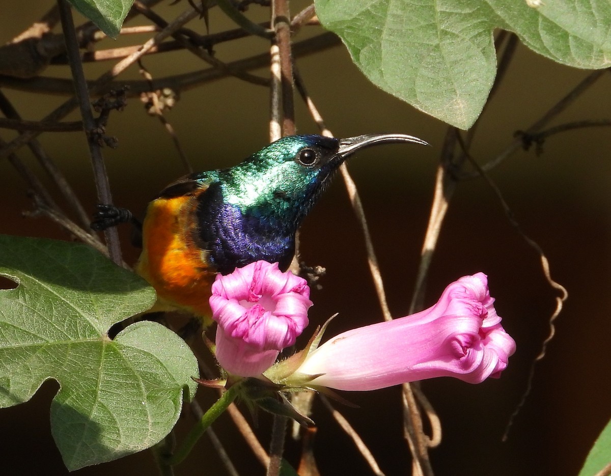 カワリタイヨウチョウ - ML646835134