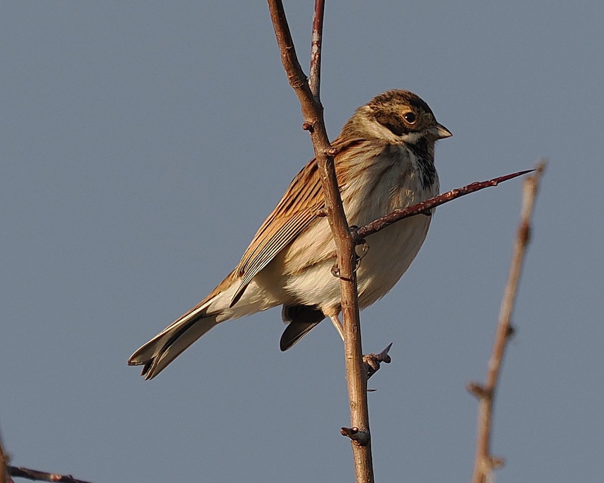 オオジュリン - ML646835135