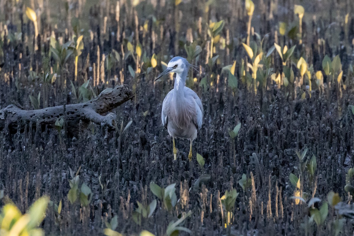 カオジロサギ - ML646835136