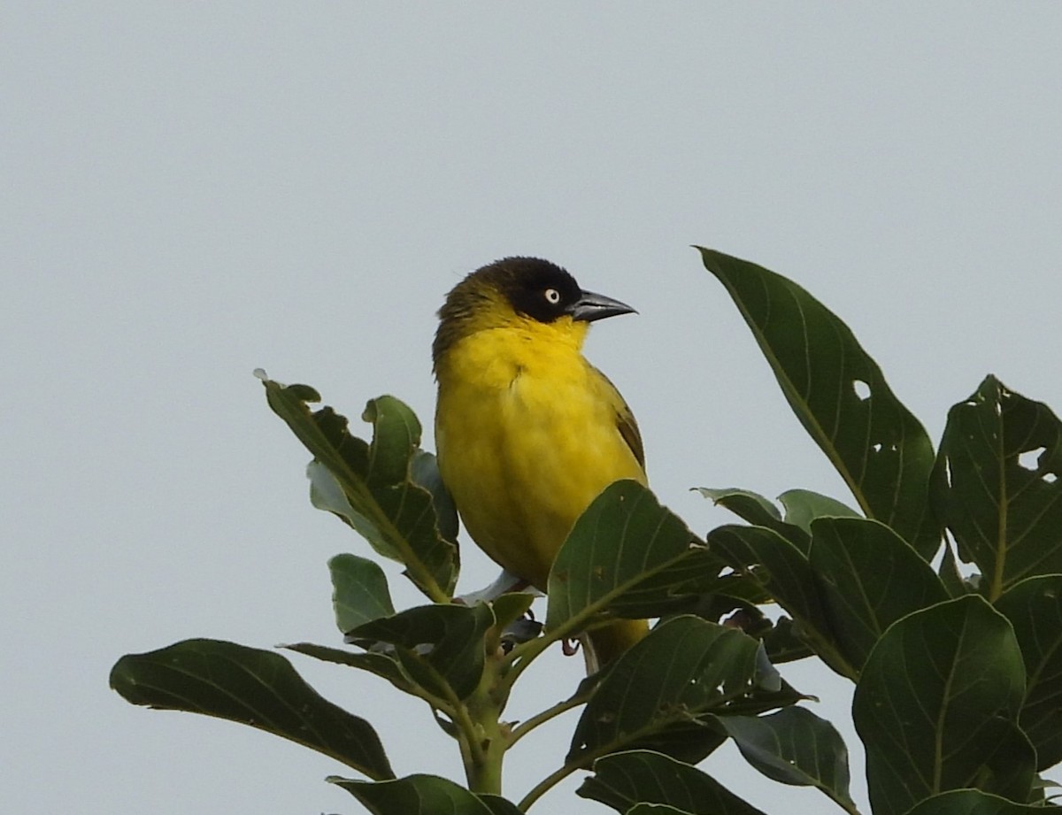 ミミグロハタオリ - ML646835137