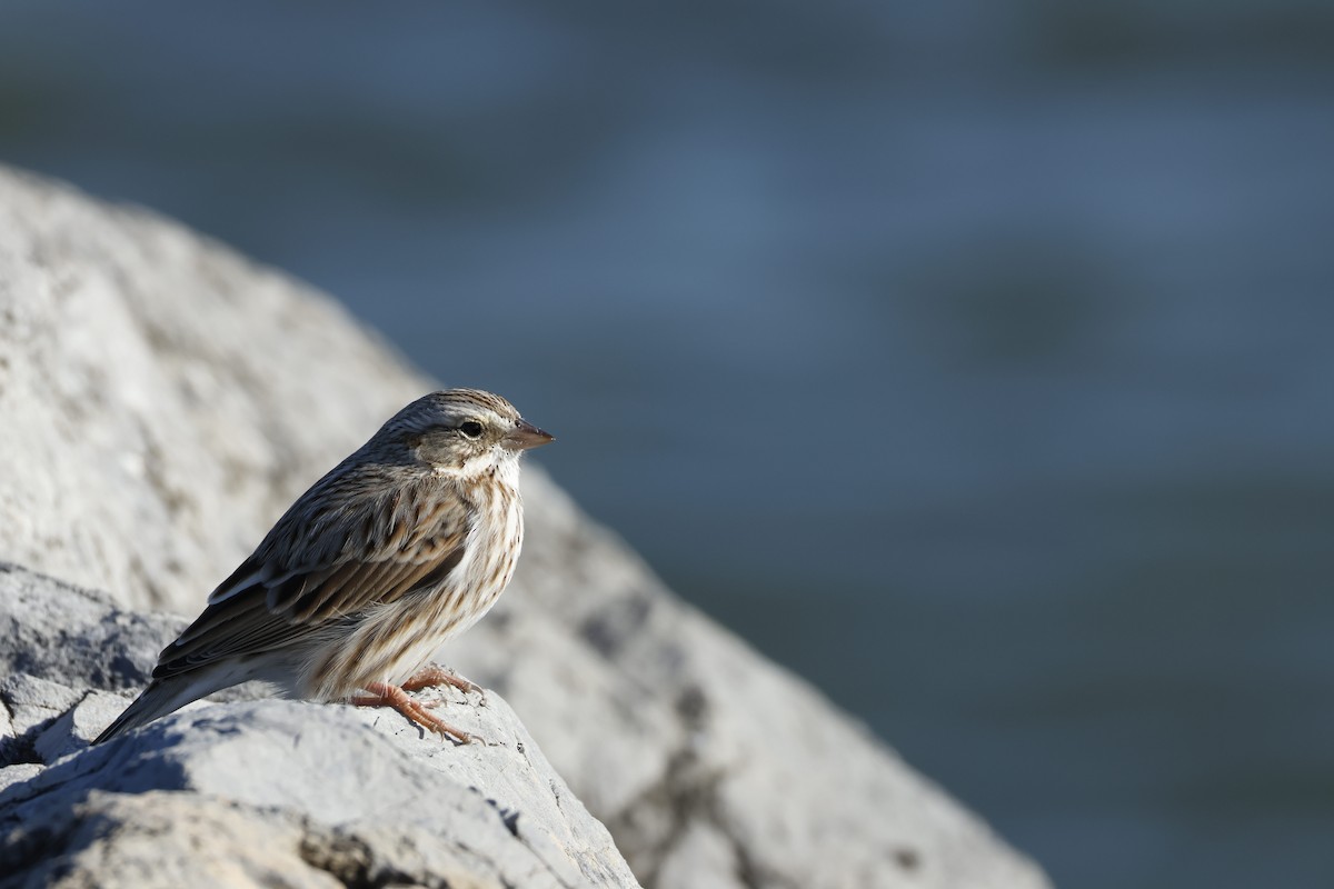 サバンナシトド - ML646835138