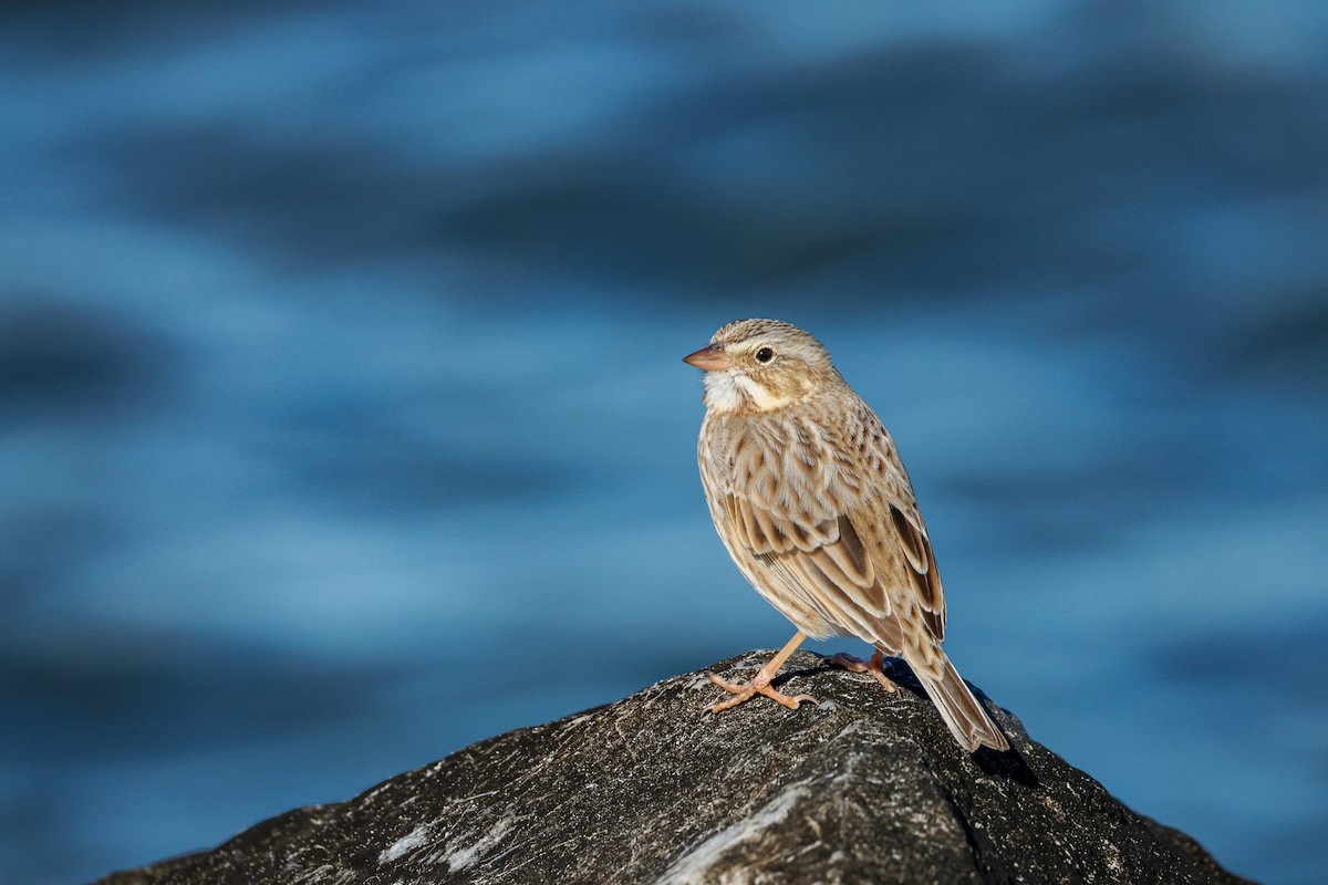 サバンナシトド - ML646835139