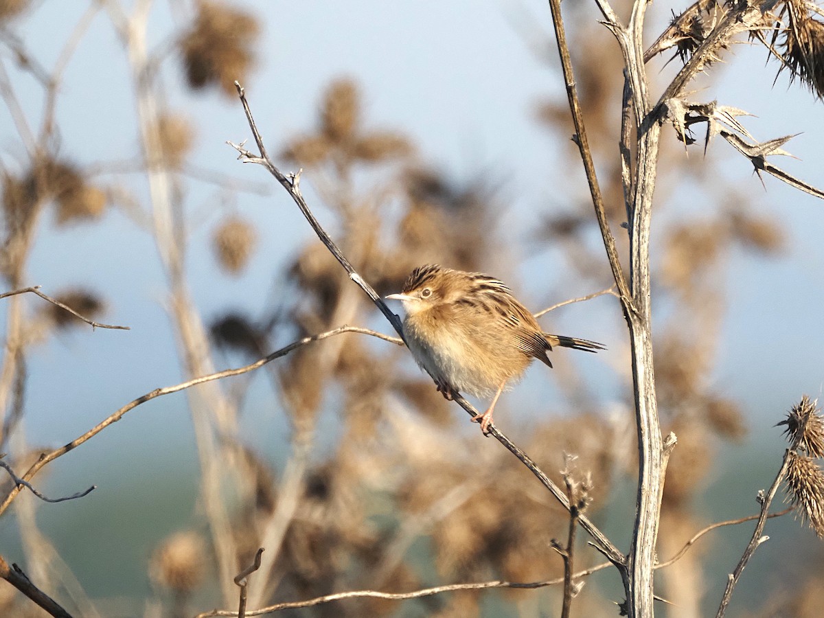 セッカ - ML646835140