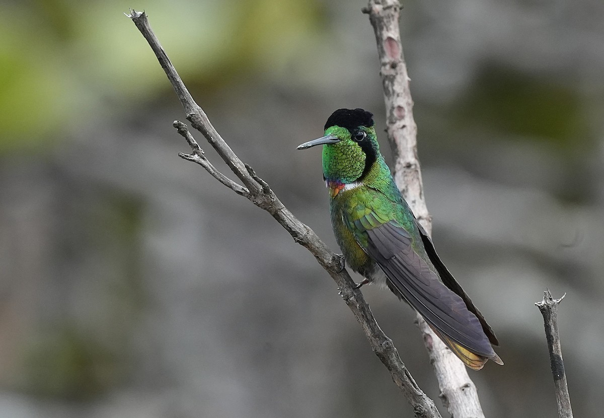 Hooded Visorbearer - ML646835141