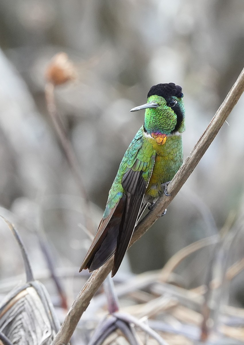 Hooded Visorbearer - ML646835142